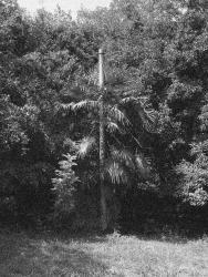 http://www.johan-attia.com/files/gimgs/th-2_arbre.jpg